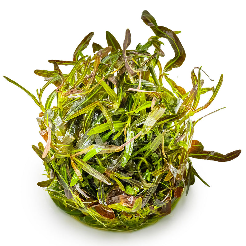 Tropica Hygrophila lancea 'Araguaia' 1-2-Grow!