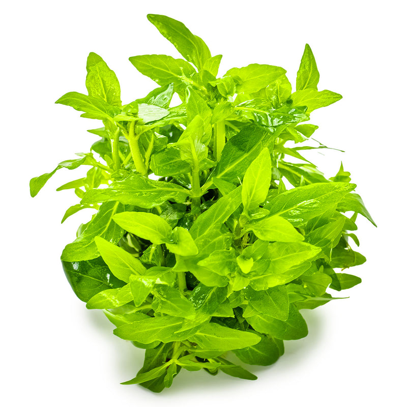 Tropica Staurogyne repens 1-2 Grow!