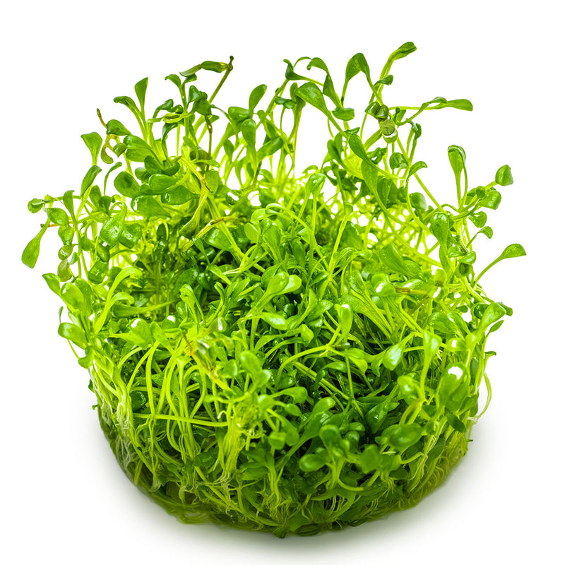 Tropica Glossostigma elatinoides 1-2-Grow!