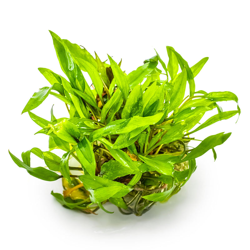 Tropica Cryptocoryne wendtii 'Green' 1-2-Grow!