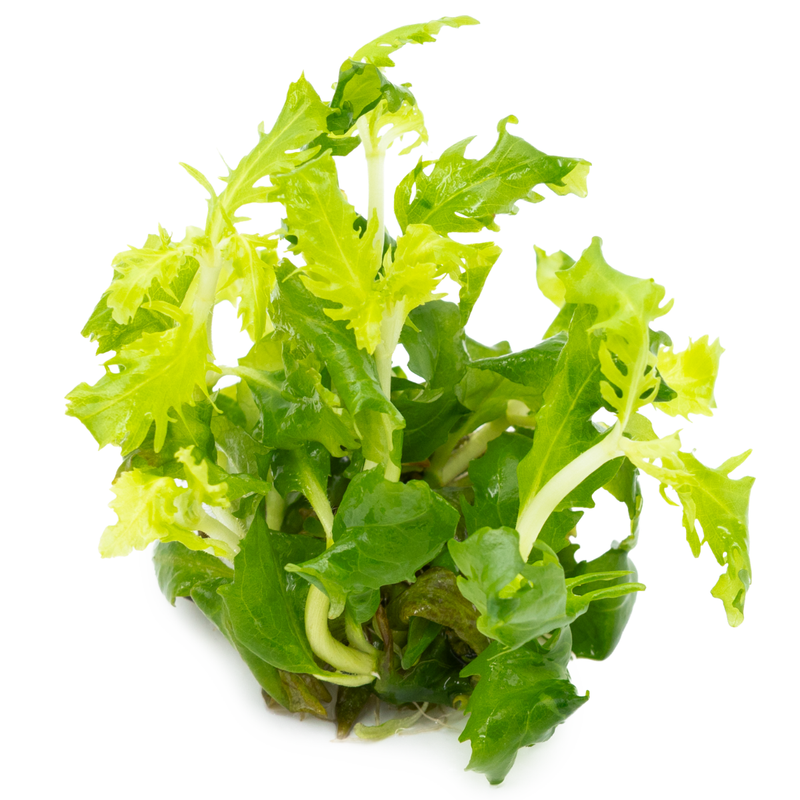 Tropica Hygrophila difformis 1-2-Grow!