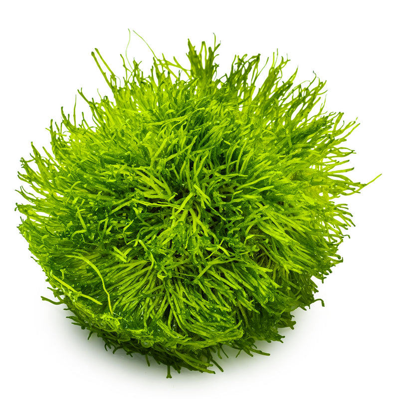 Tropica Riccia fluitans 1-2-Grow!