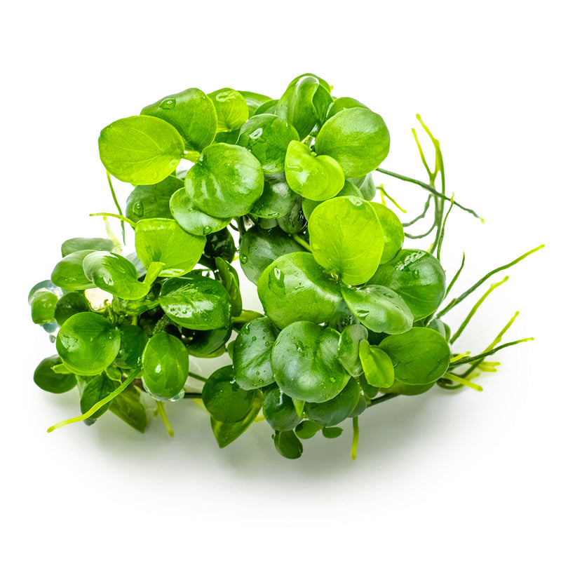 Tropica Anubias barteri 'Mini Coin' 1-2-Grow!