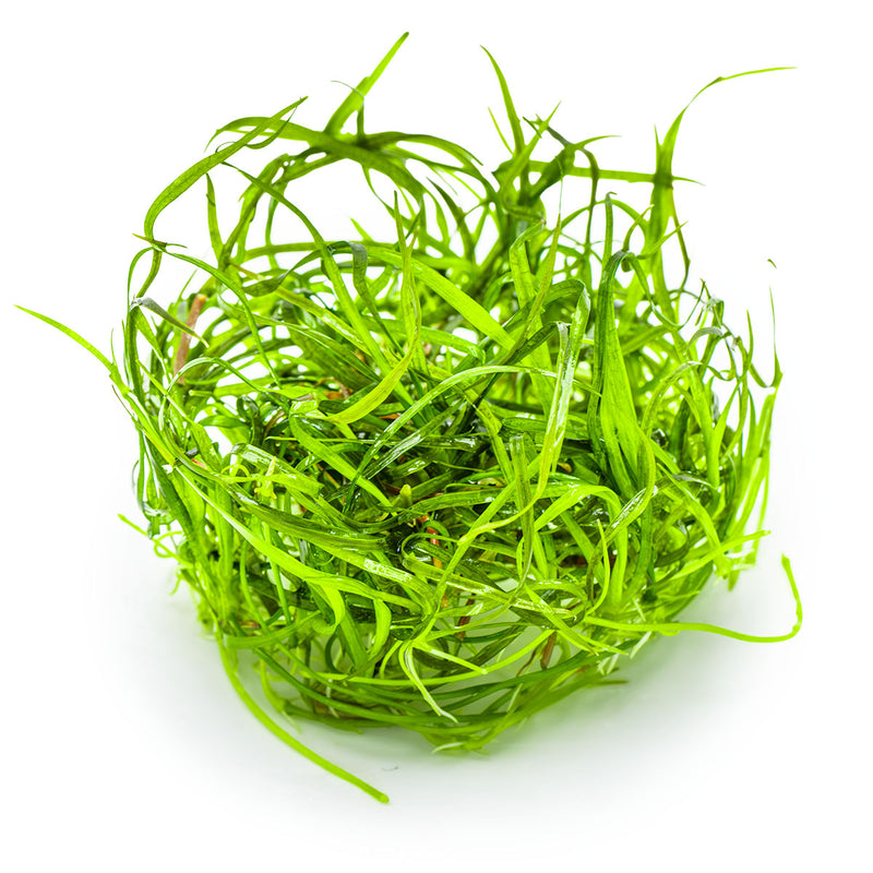Tropica Sagittaria subulata 'Needle Leaf' 1-2-Grow!