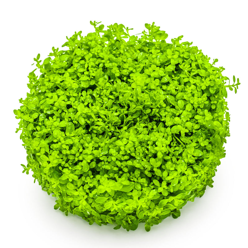 Tropica Micranthemum callitrichoides 'Cuba' 1-2 Grow!