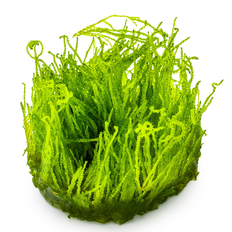 Tropica Taxiphyllum sp. ’Flame Moss’ 1-2-Grow!
