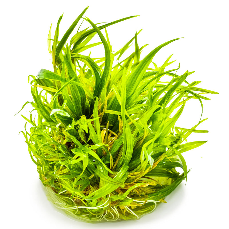 Tropica Blyxa japonica 1-2-Grow!