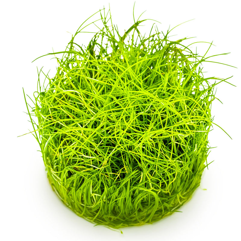 Tropica Eleocharis pusilla 'Mini' 1-2 Grow!