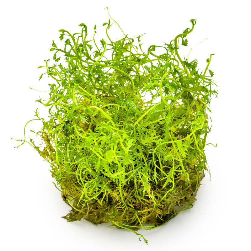 Tropica Ranunculus inundatus 1-2-Grow!