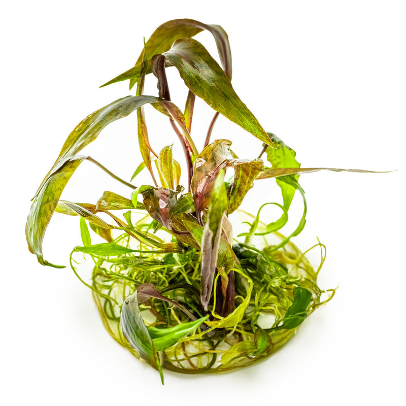 Tropica Cryptocoryne nurii 1-2 Grow!