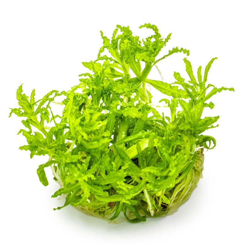 Tropica Pogostemon helferi 1-2-Grow!