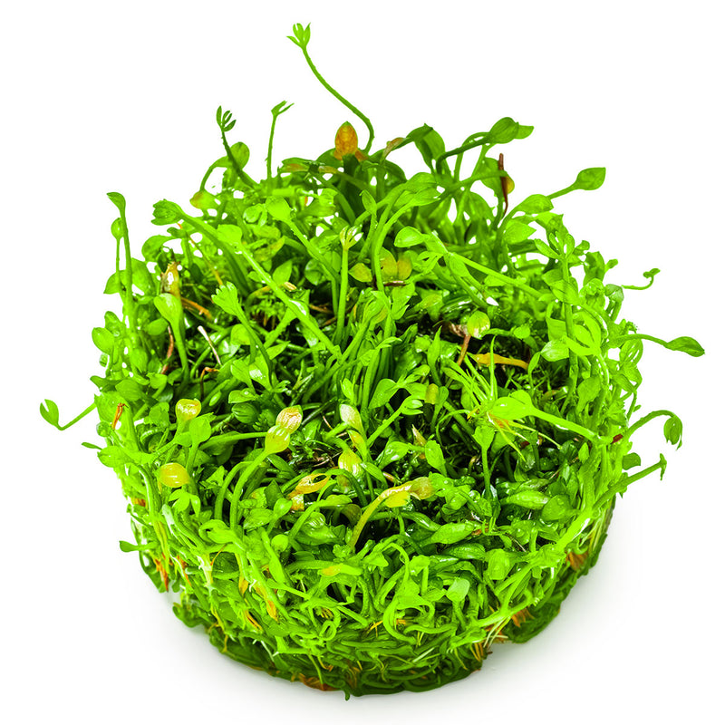 Tropica Marsilea minuta 1-2-Grow!