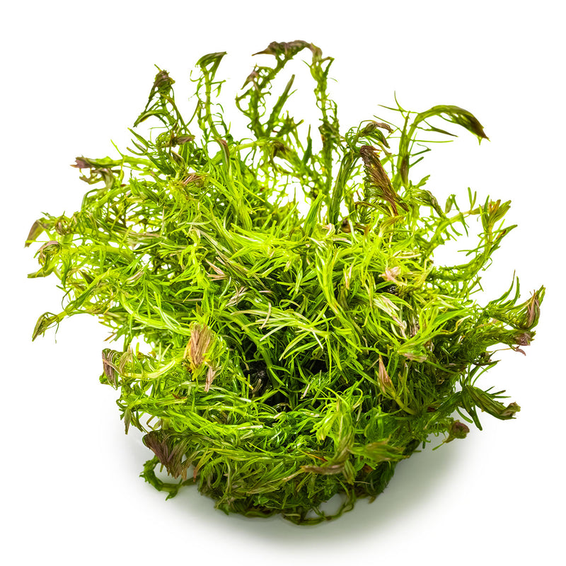 Tropica Rotala wallichii 1-2 Grow!