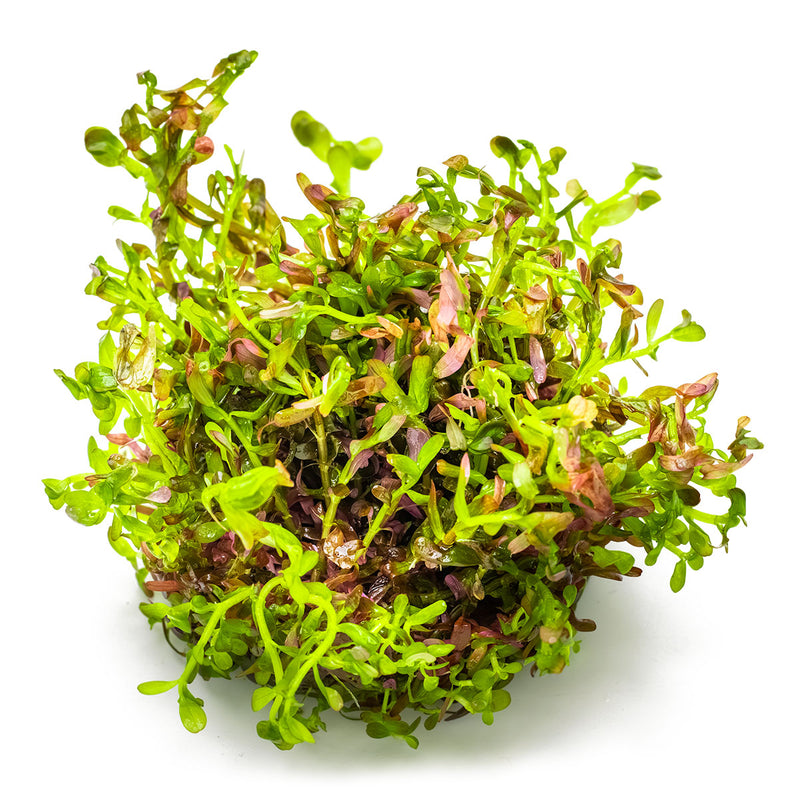 Tropica Rotala rotundifolia 'Blood Red' 1-2 Grow!