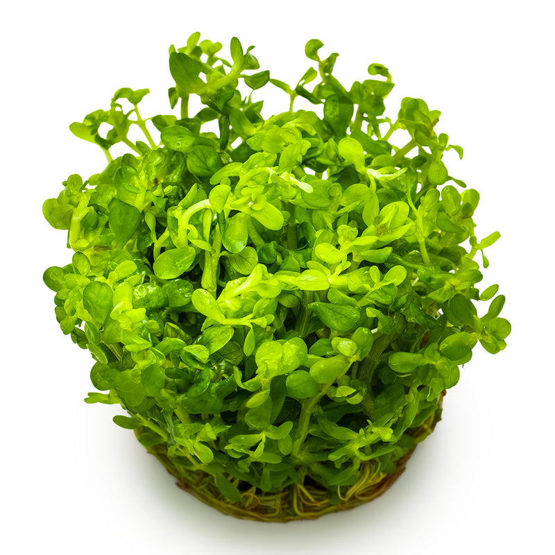 Tropica Rotala indica 'Bonsai' 1-2-Grow!