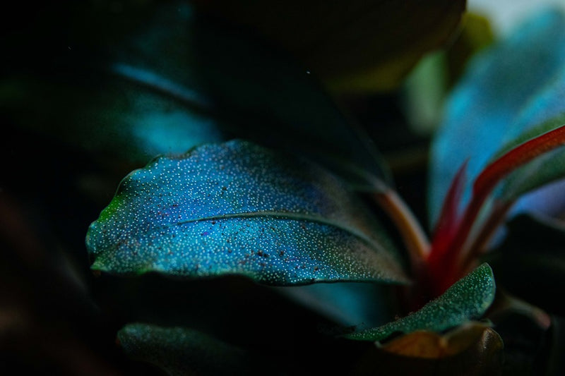 Tropica Bucephalandra sordidula 'Blue'
