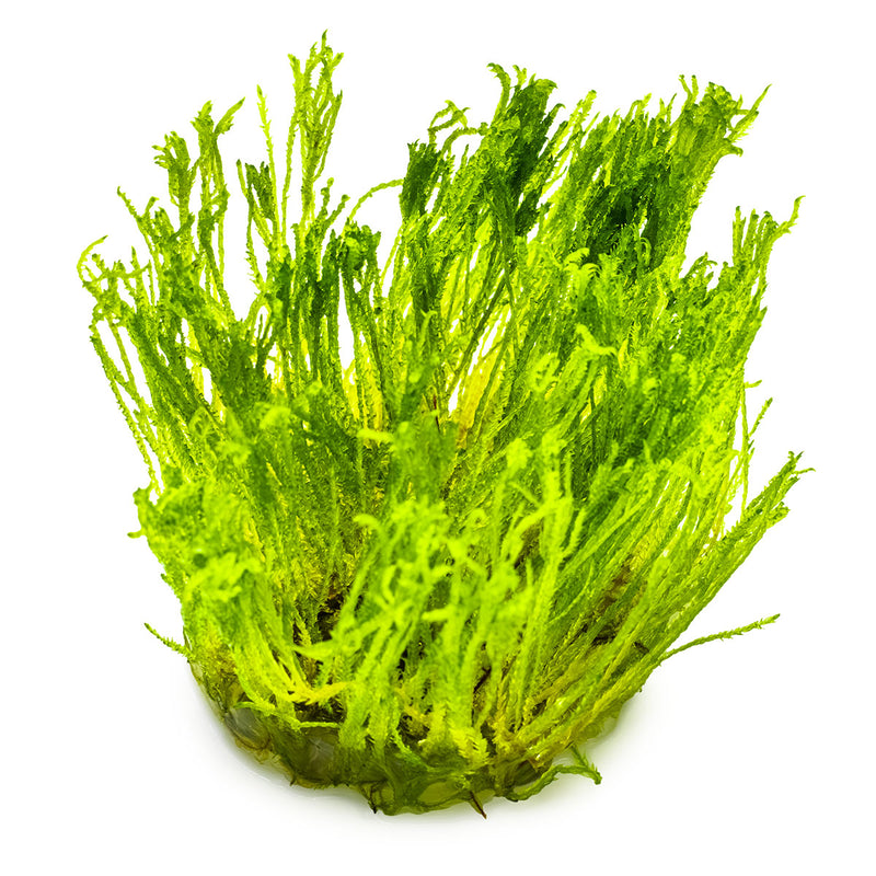Tropica Taxiphyllum alternans 'Taiwan Moss' 1-2-Grow!