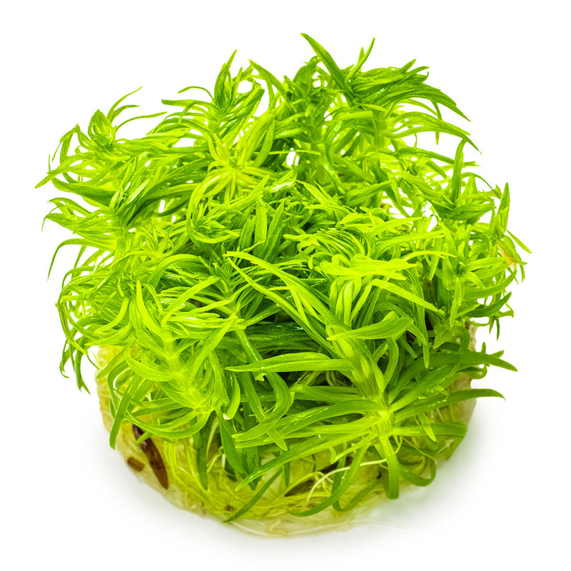 Tropica Pogostemon deccanensis 1-2-Grow!