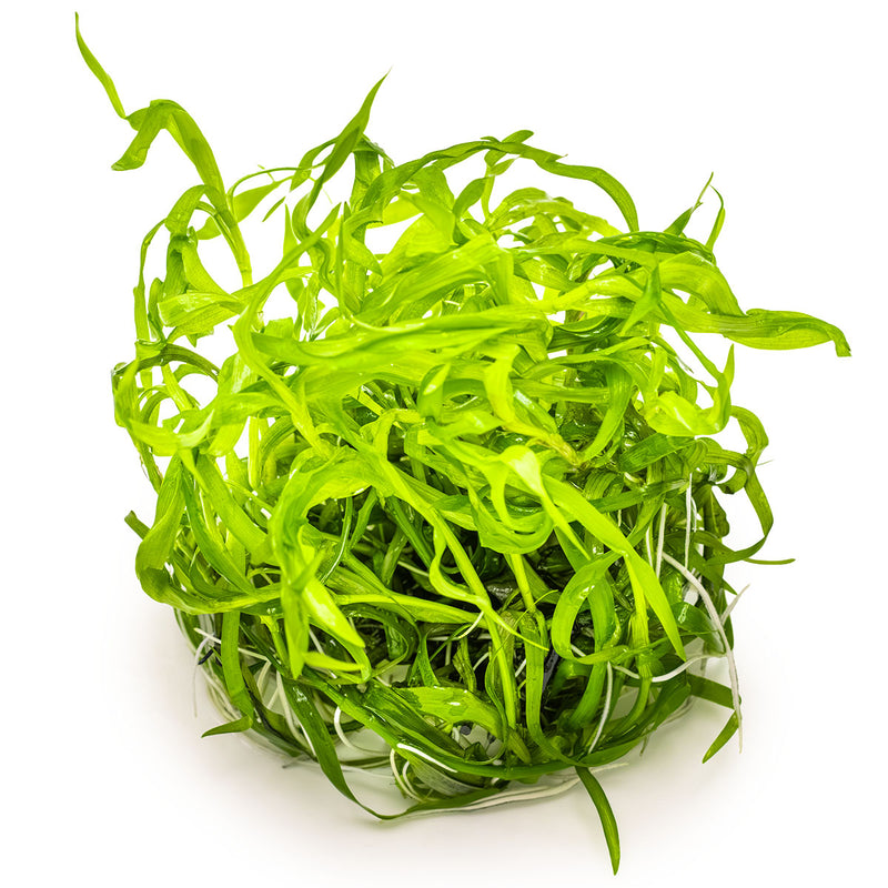 Tropica Heteranthera zosterifolia 1-2-Grow!