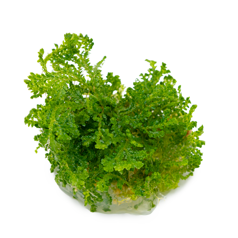 Tropica Selaginella uncinata 1-2-Grow!