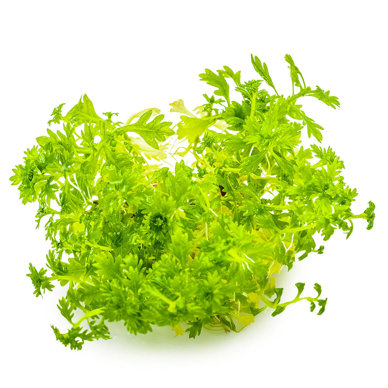 Tropica Hottonia palustris 1-2-Grow!