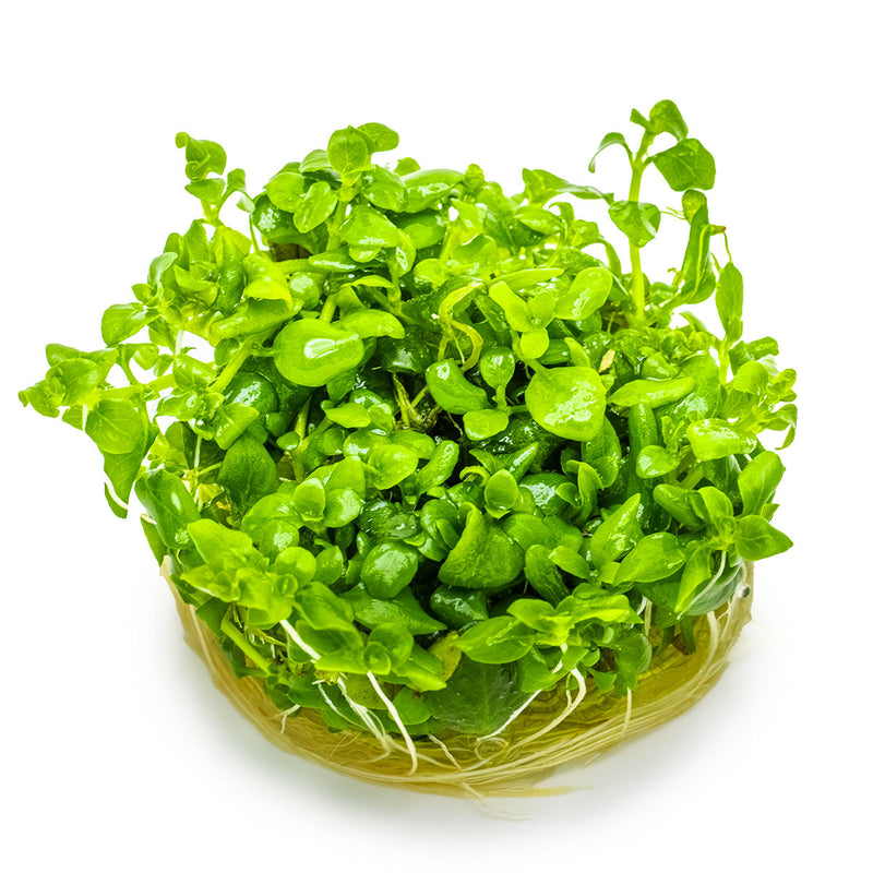 Tropica Hygrophila serpyllum 1-2-Grow!