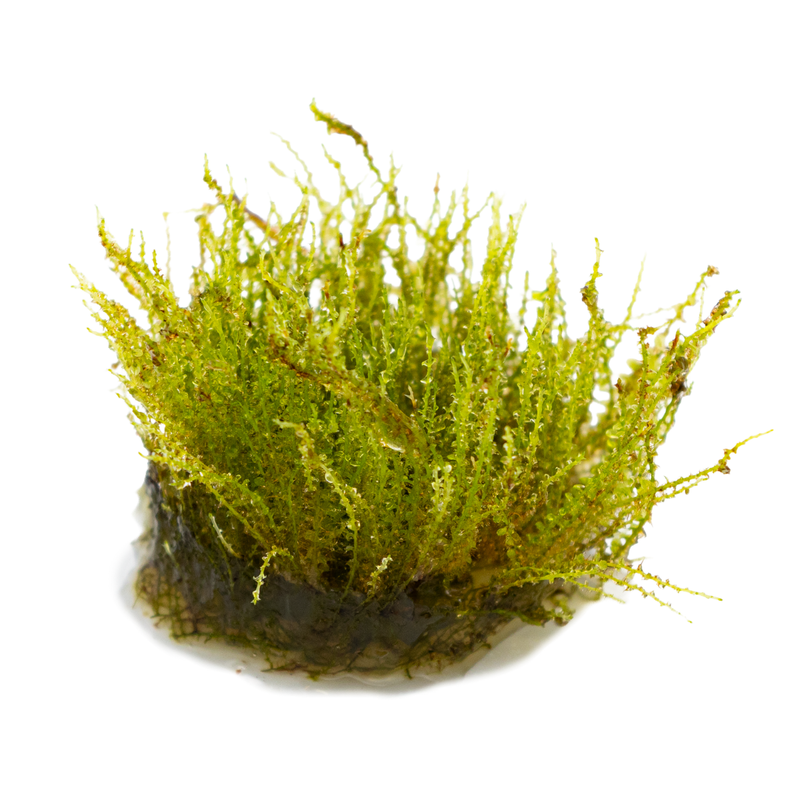 Tropica Plagiomnium sp. 'Thyme Moss' 1-2-Grow!