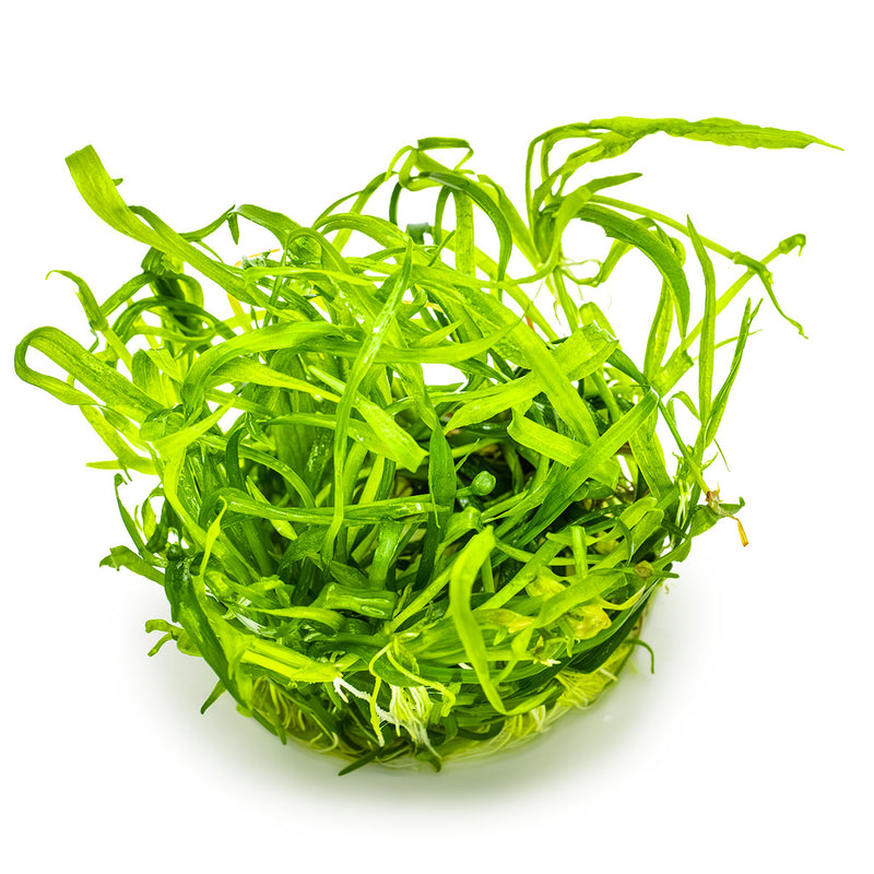 Tropica Helanthium tenellum 'Green' 1-2-Grow!