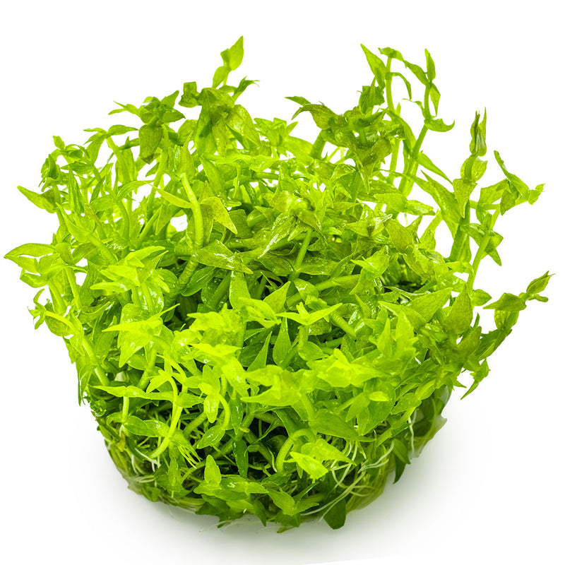 Tropica Gratiola viscidula 1-2-Grow!