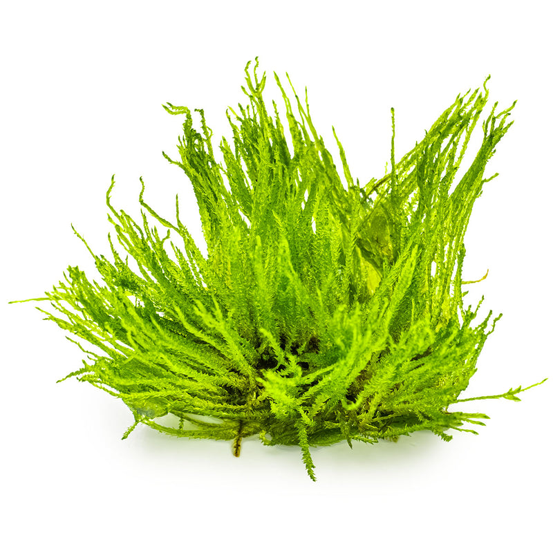 Tropica Taxiphyllum sp. 'Spiky Moss' 1-2 Grow!