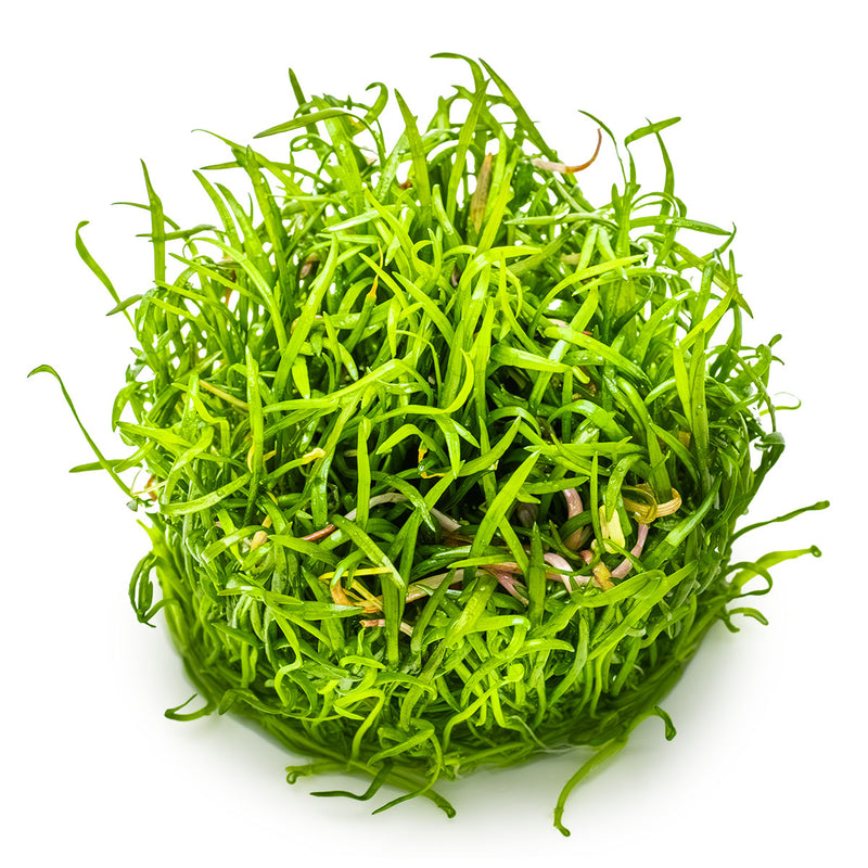Tropica Lilaeopsis brasiliensis 1-2 Grow!