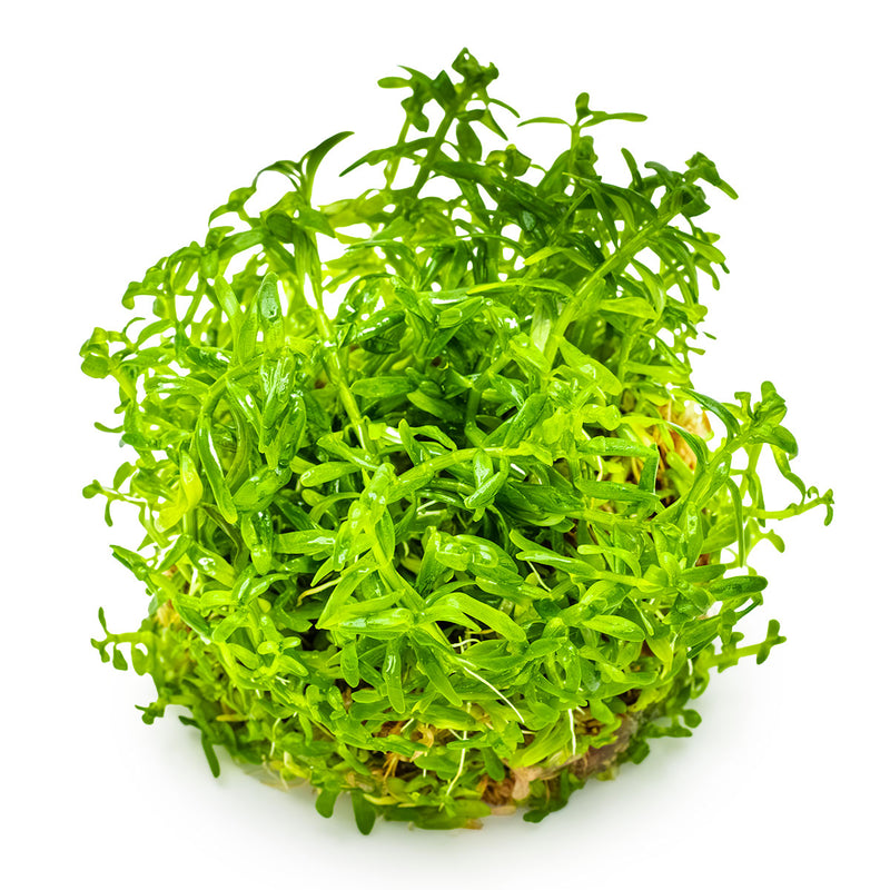 Tropica Rotala rotundifolia 'Green' 1-2-Grow!