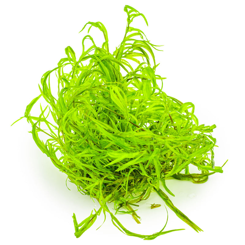 Tropica Najas guadalupensis 'Guppy Grass' 1-2 Grow!