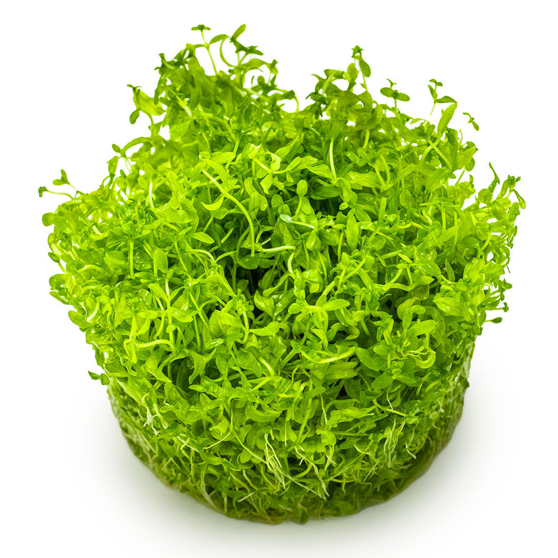 Tropica Micranthemum glomeratum 1-2-Grow!