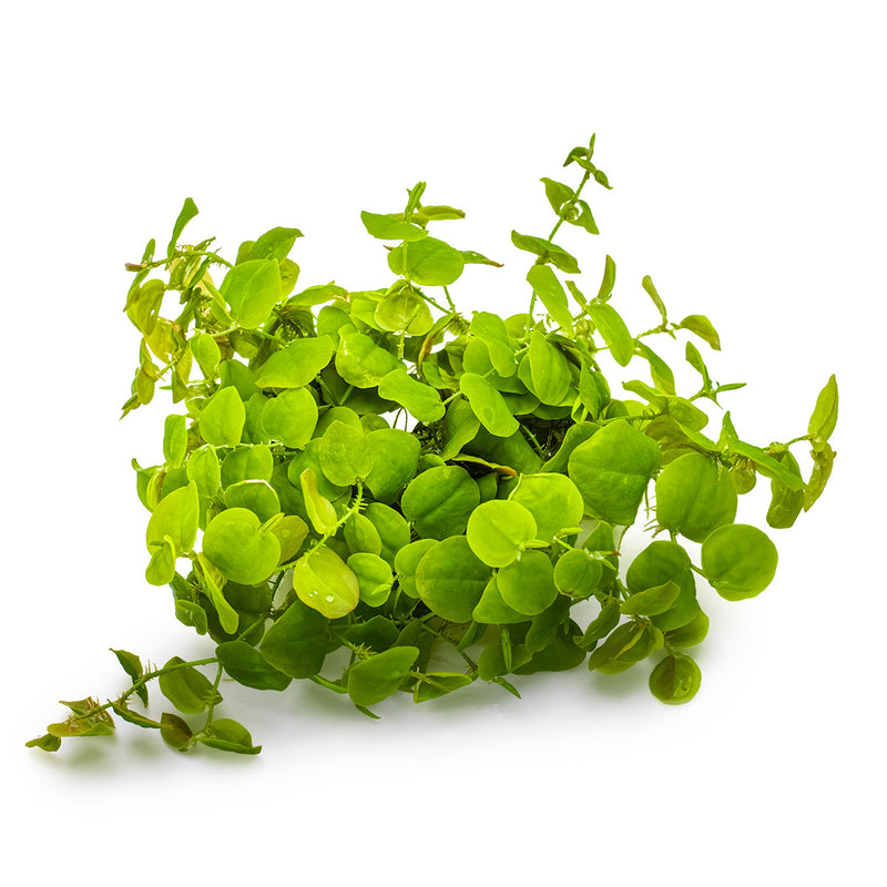 Tropica Phyllanthus fluitans 1-2-Grow!