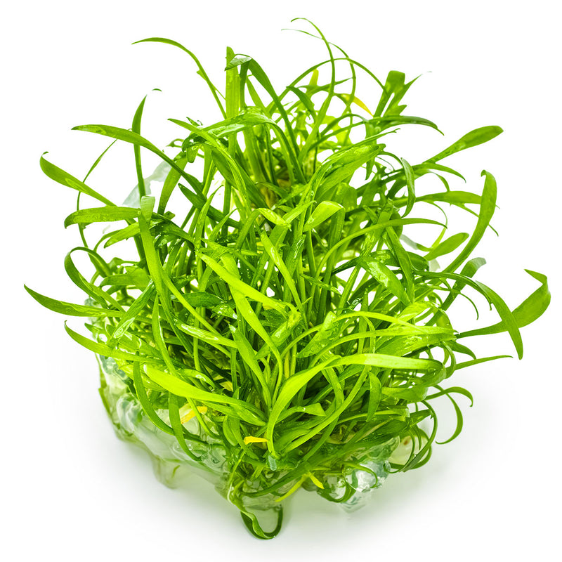 Tropica Cryptocoryne parva 1-2 Grow!