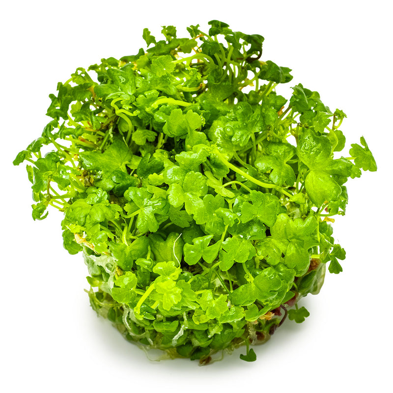 Tropica Hydrocotyle tripartita 1-2-Grow!