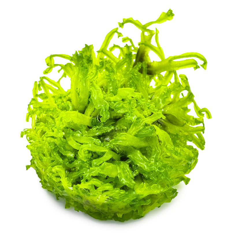 Tropica Monosolenium tenerum 1-2-Grow!