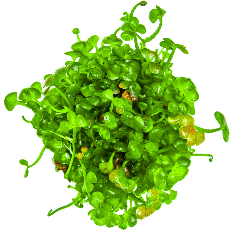 Tropica Marsilea hirsuta 1-2-Grow!