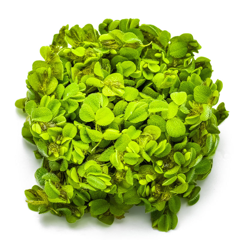 Tropica Salvinia minima 1-2 Grow!