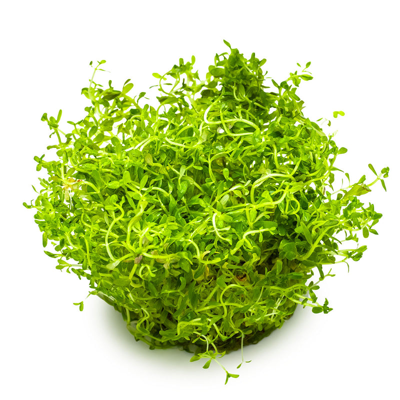 Tropica Rotala rotundifolia 'H'ra' 1-2 Grow!