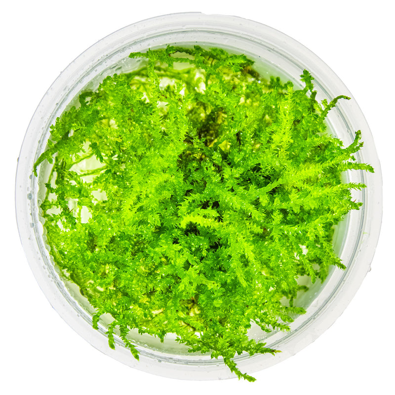 Tropica Vesicularia montagnei 'Christmas Moss' 1-2 Grow!