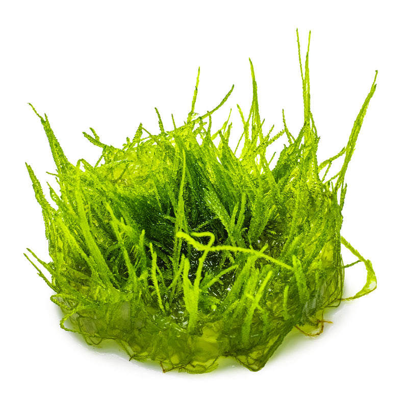 Tropica Taxiphyllum barbieri 'Bogor Moss' 1-2 Grow!