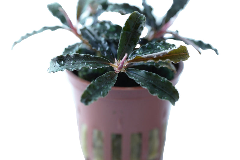 Tropica Bucephalandra diabolica 'Kedagang'