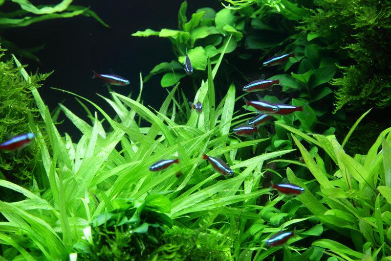 Tropica Helanthium bolivianum 'Quadricostatus' 1-2-Grow!