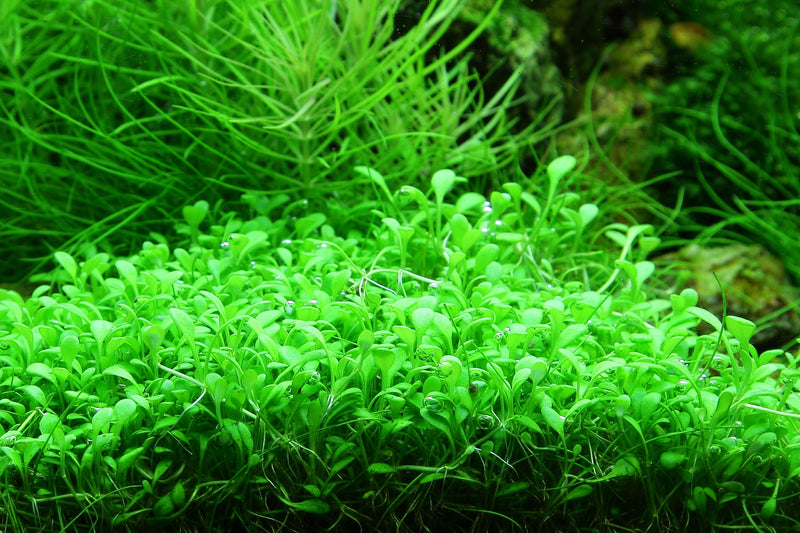 Tropica Glossostigma elatinoides 1-2-Grow!