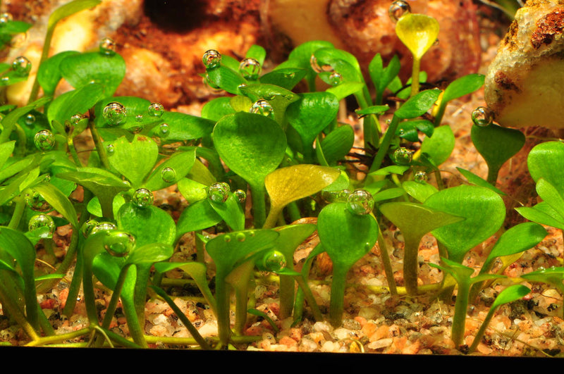 Tropica Marsilea hirsuta 1-2-Grow!