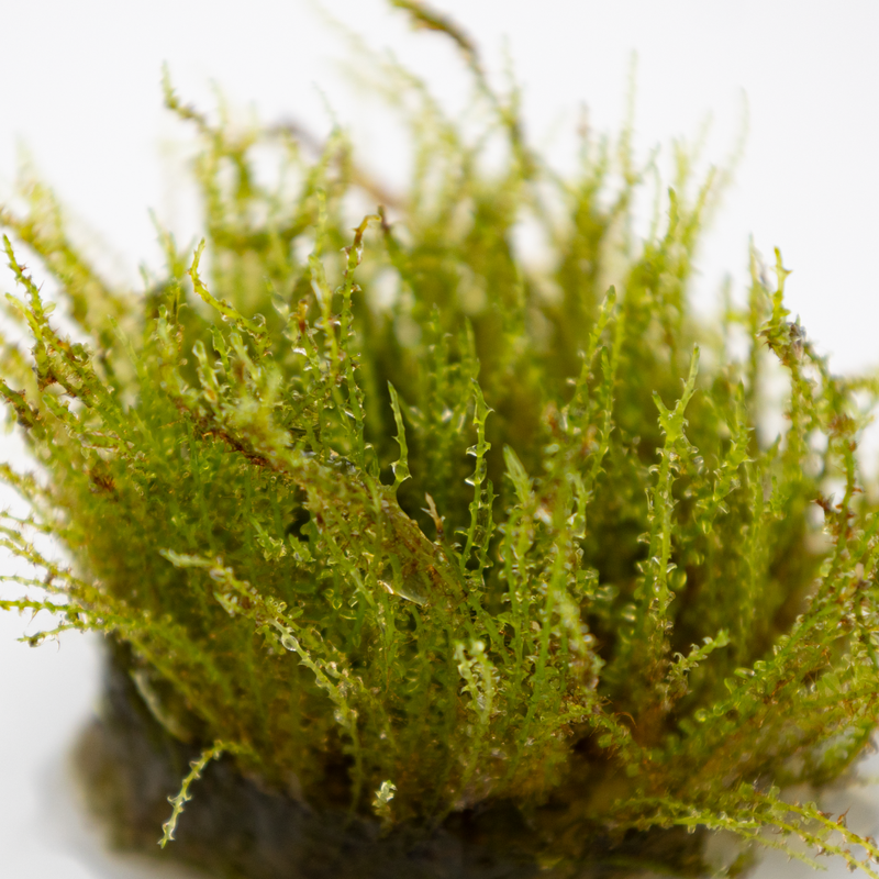 Tropica Plagiomnium sp. 'Thyme Moss' 1-2-Grow!