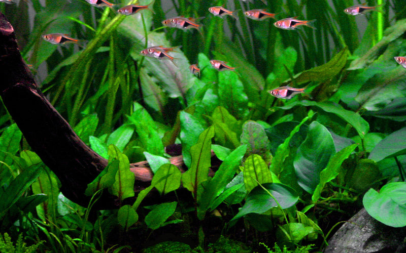 Tropica Cryptocoryne wendtii 'Green' 1-2-Grow!