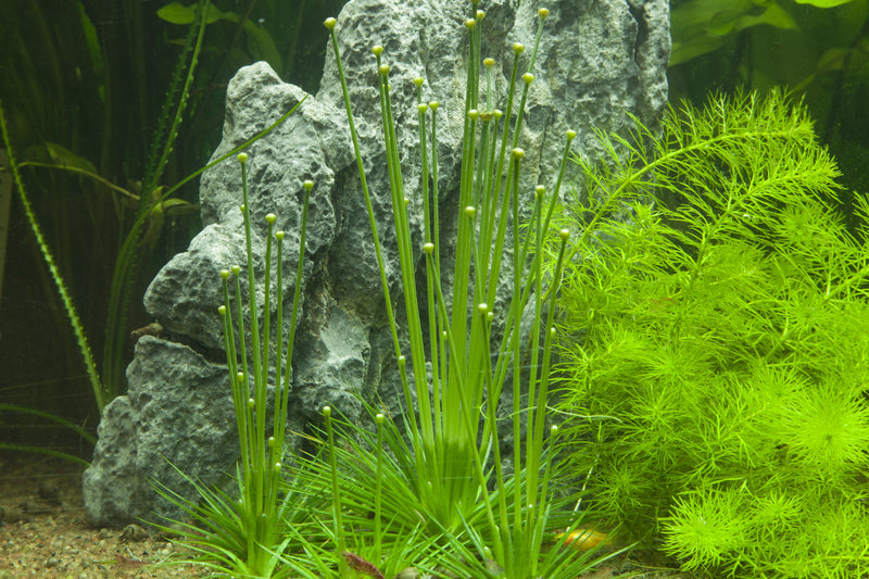 Tropica Eriocaulon cinereum 1-2-Grow!